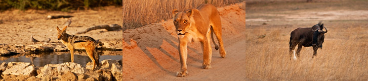 Bilder Reisebericht Zimababwe 32 2009
