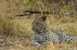 Leopard - Xakanaxa