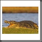 ZA-BW-2005Krokodil