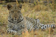 Tiere
