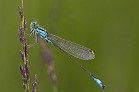 Libelle 