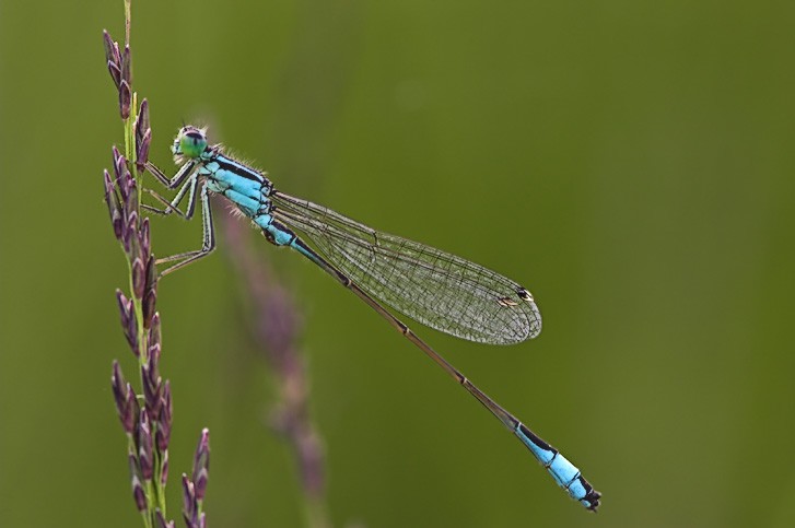 Libelle 
