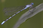 Libelle 4