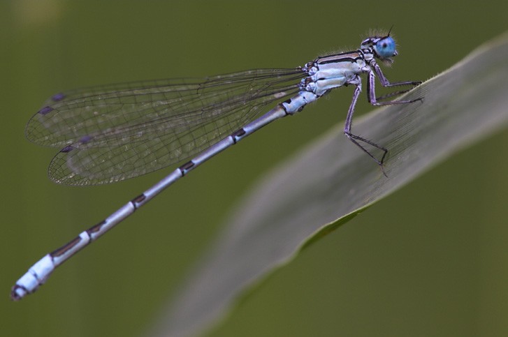 Libelle 4