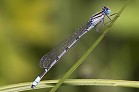 Libelle1 